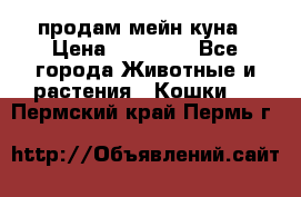 продам мейн куна › Цена ­ 15 000 - Все города Животные и растения » Кошки   . Пермский край,Пермь г.